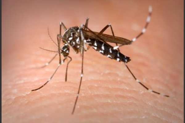 176 dengue cases reported in Delhi last week, 9,072 this year