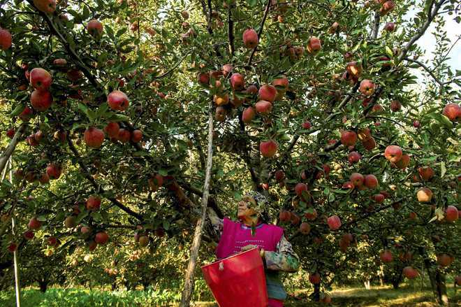 A first: Kashmir gets model apple village