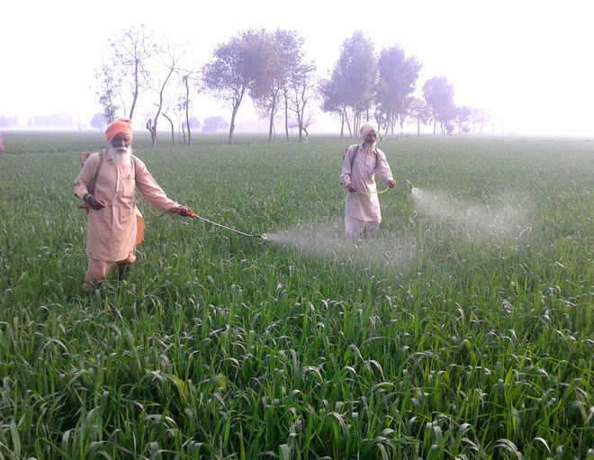 ‘Gulli danda’ most dominant weed in wheat crop: Expert
