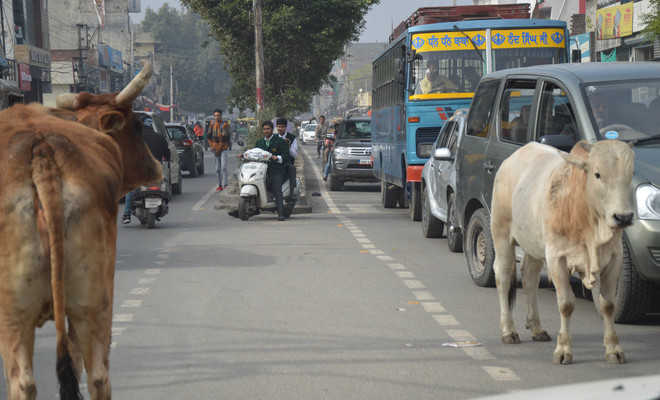 Stray cattle being shifted, but at a snail’s pace