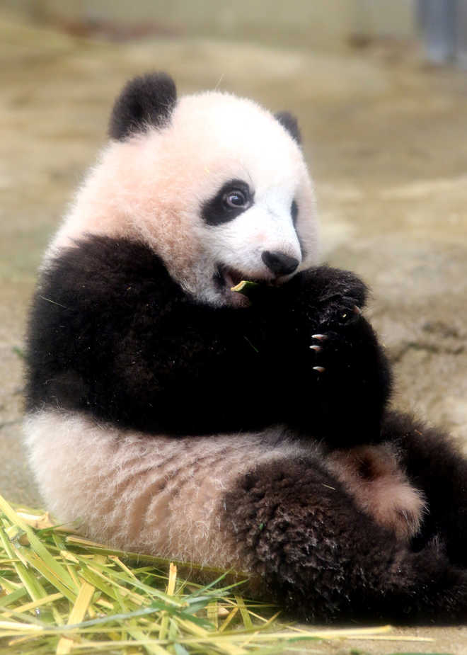 Baby panda  makes press debut at Japan  zoo The Tribune India