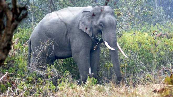 ‘Elephant attacks killed 199 people in 5 years in Chhattisgarh’