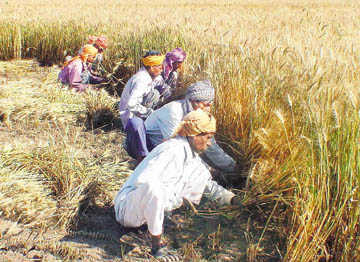No waiver for 69% of  Punjab farmers