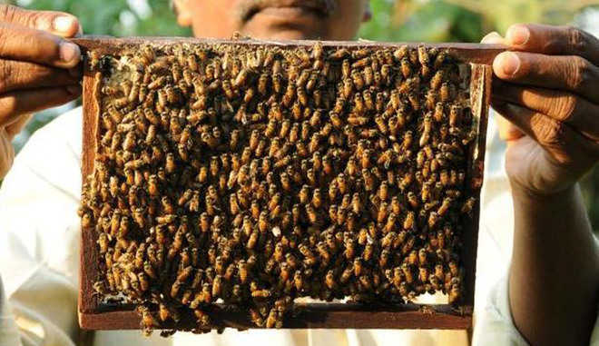 Honeybee cultivation