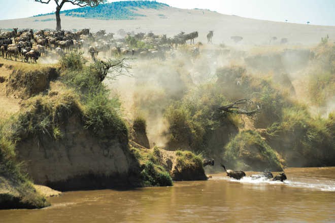 The wild wild world of Masai Mara