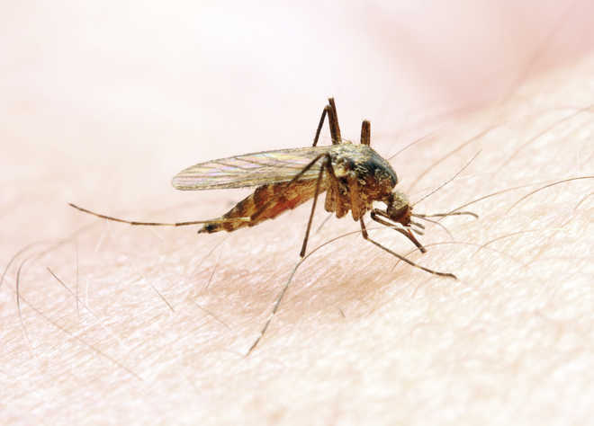 More effective malaria vaccine in the offing