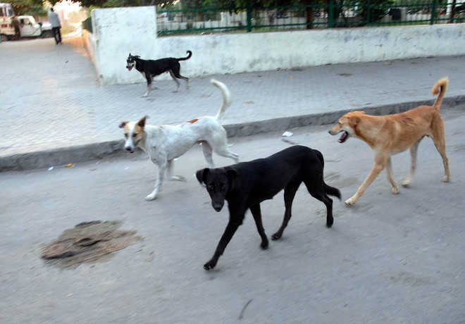 Residents want firm steps to curb stray dog menace
