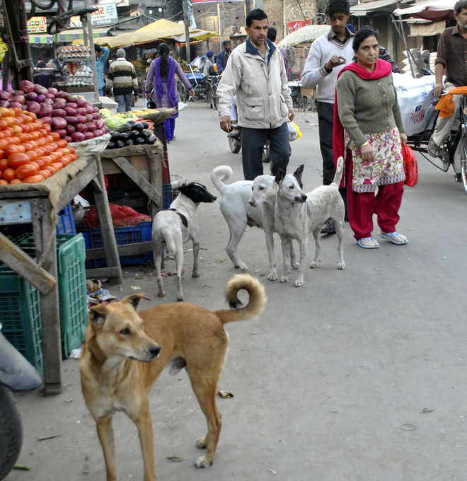 Stray dog menace plagues city, rural belt as well