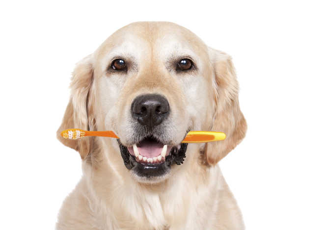 Don’t ignore your pet’s oral hygiene