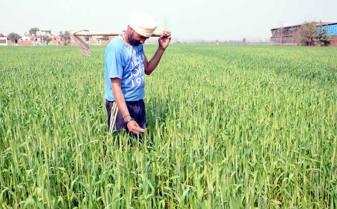 Rise in temperature worries farmers