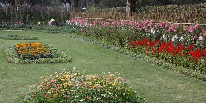 Annual flower show in cantonment: Battle for supremacy on March 19