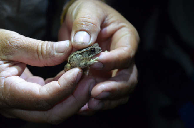 7 new miniature night frog species found in Western Ghats