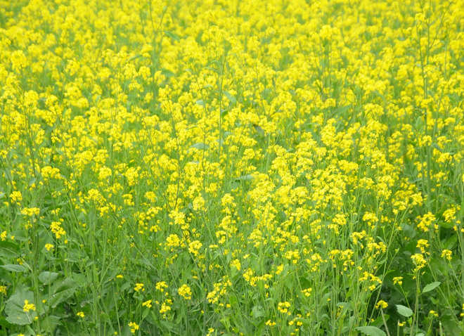 Farmers expect bumper mustard crop this year