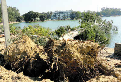 Trees axed for slip road, but no saplings...