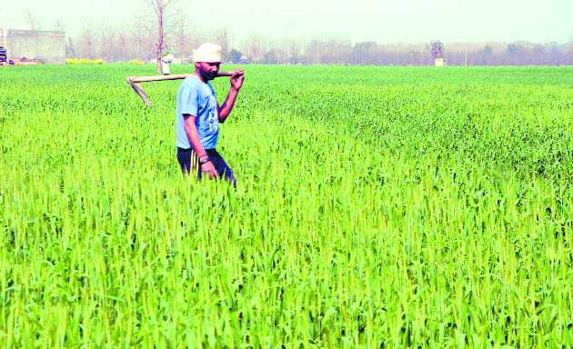 Irrigate crop to check aphid attack, say experts