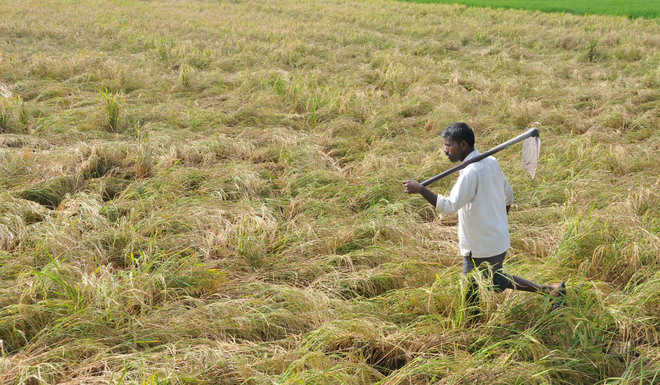 UK researchers to study agriculture in Indo-Gangetic plain