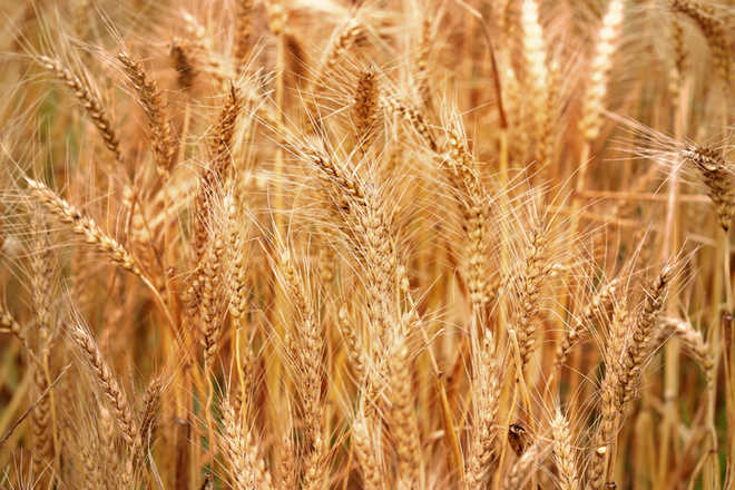 Indian researcher discovers new molecule to boost wheat yields
