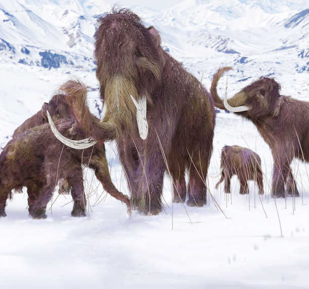 Ice age, not warming, likely caused mass extinction The Tribune India