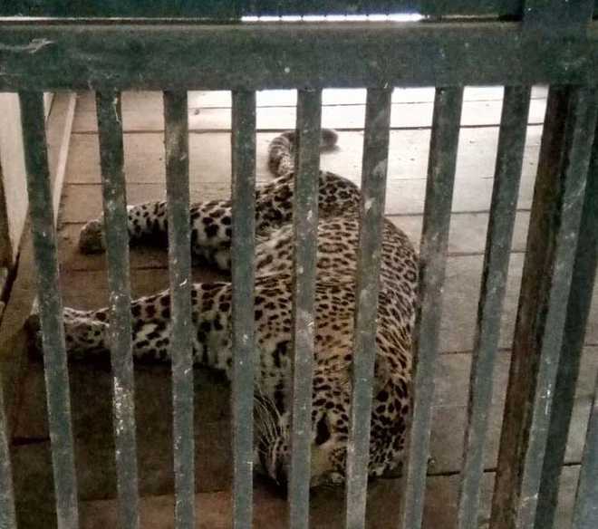 2 leopards who escaped from Gopalpur zoo captured - The Tribune