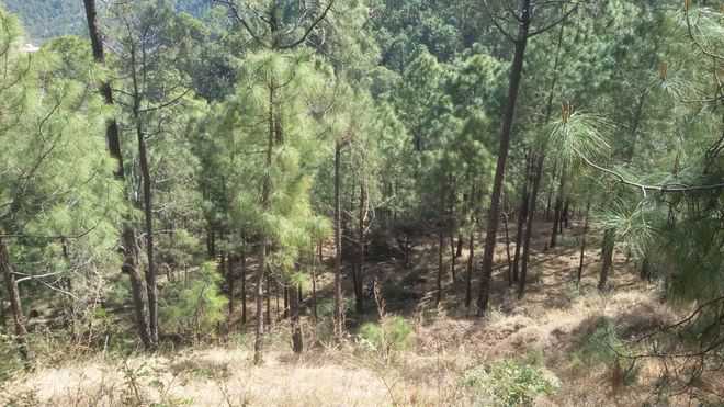Wing Cdr killed as bike skids into gorge near Kasauli