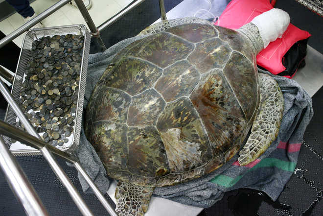 Thailand''s coin-eating turtle dies of intestinal blockage - The Tribune