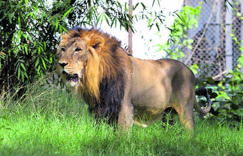 160 lions die in Gir in 2 yrs