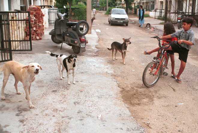8,500 stray dogs sterilised in 2 yrs