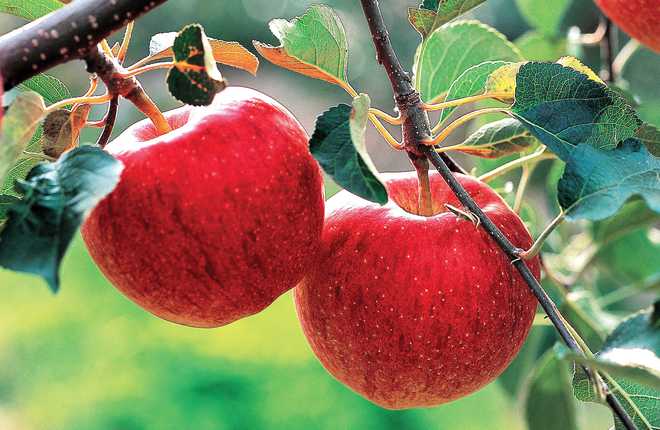 Chemical to be imported from US to combat apple disease