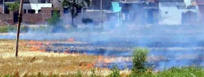Government to act against farmers burning straw