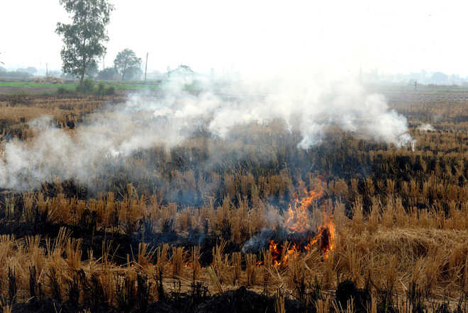 NGT goes strict on stubble burning