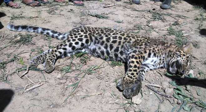 Another leopard found dead in Mandi village