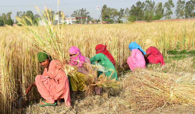 Rise in temperature has wheat growers worried