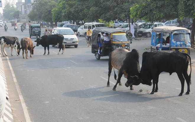 State to be free from stray cattle menace by Aug 15