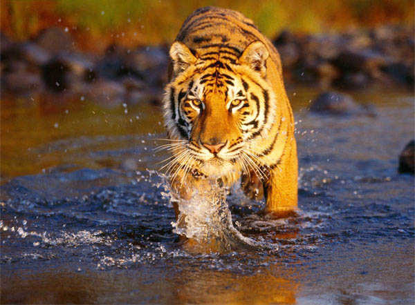 After Panna success, tigers to be relocated in Bengal''s Buxa