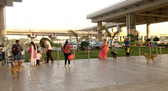 Dogged by strays, airport at Mohali fraught with risk
