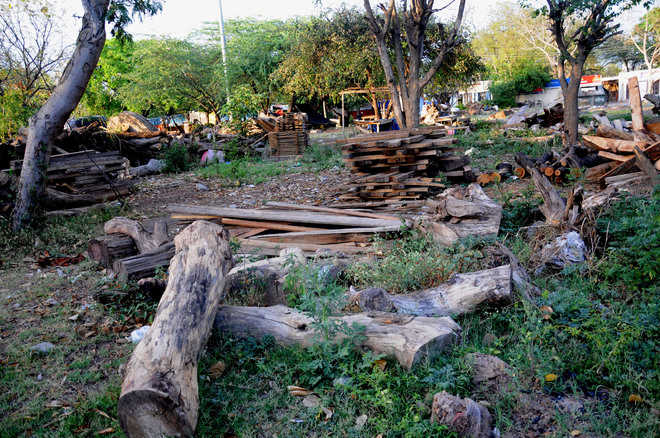 After hotels, Timber Market faces closure