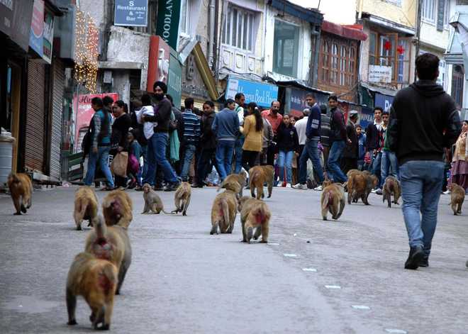 Task force to undertake monkey culling