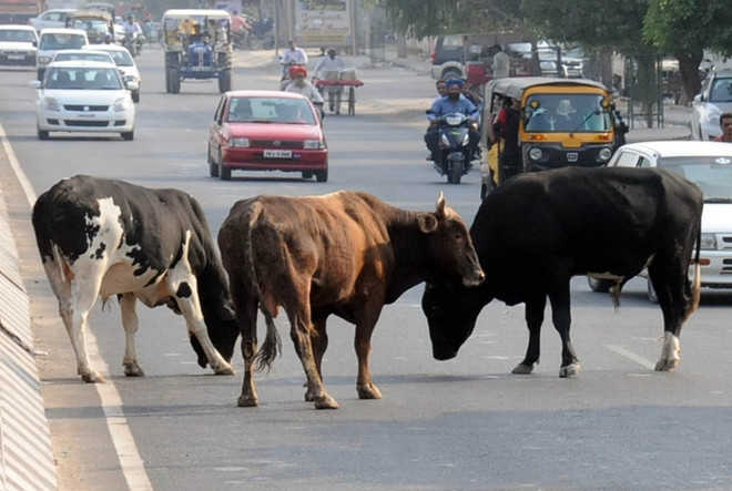 Image result for punjab on road bull befelow cow