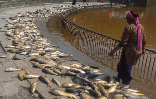 Thousands of fishes found dead in Rewalsar Lake