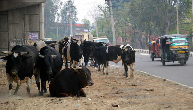 Centre suggests UID numbers for cows to curb cattle trafficking