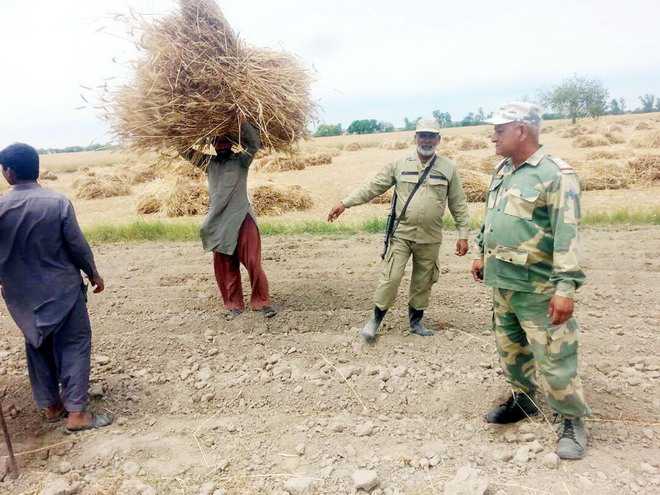 BSF returns Pak farmers’ wind-swept wheat bales