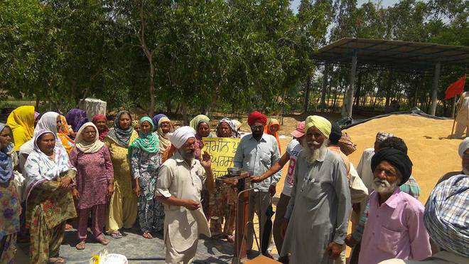 122 Dalit families of Sangrur village reap golden harvest