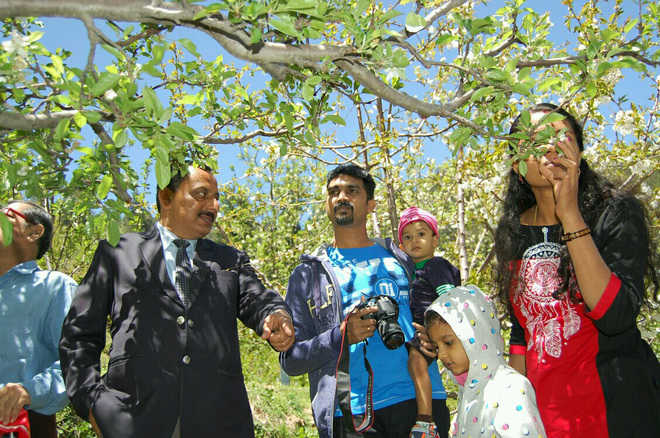 Apple blossom package for tourists launched