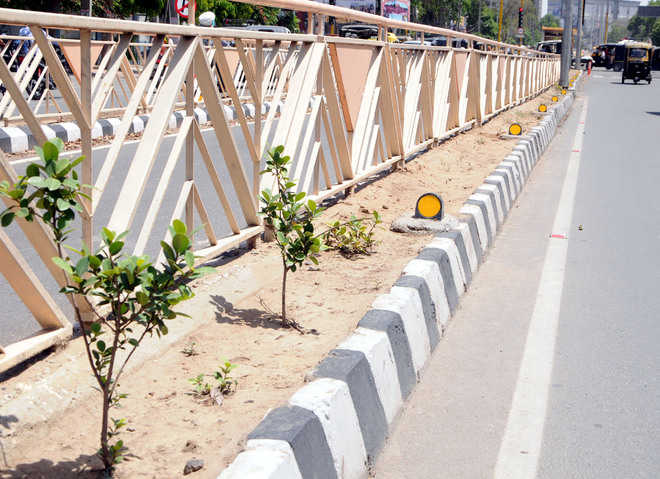 Saplings along BRTS dry up due to heat wave