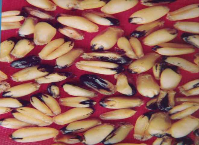 Preserve disease-free wheat: Experts