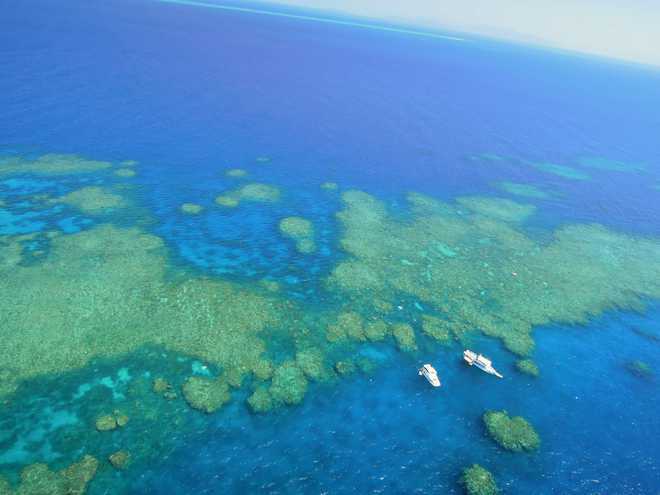 Vinegar may help protect Great Barrier Reef