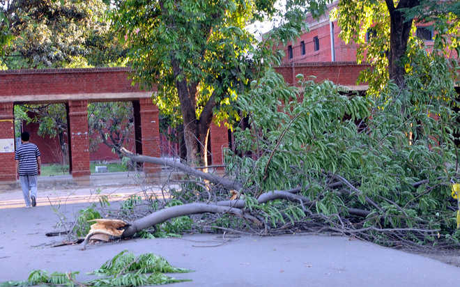 High-velocity winds damage trees, traffic hit
