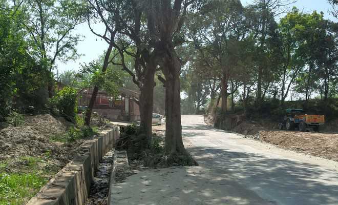 Trees on road pose risk to commuters in Hamirpur