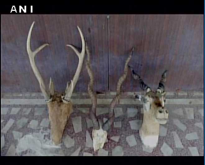 117 kg nilgai meat, 40 guns seized during raid on ex-Army officer''s house