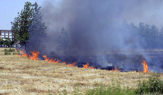 Accidental fire cases in fields on the rise, PSPCL blamed